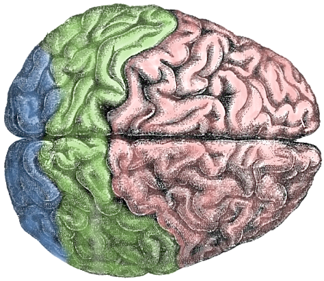 Http ::commons.wikimedia.org:wiki:File Cerebral Lobes.png